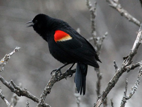 Смотреть фото Красноплечий чёрный трупиал Фото Красноплечий чёрный трупиал