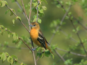 Смотреть фото Балтиморская иволга Фото Балтиморская иволга