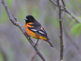 Смотреть фото Балтиморская иволга Фото Балтиморская иволга