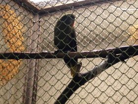 Смотреть фото Оливковая оропендола Фото Оливковая оропендола