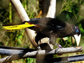 Смотреть фото Хохлатая оропендола Фото Хохлатая оропендола