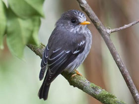 Фото Желтоклювая мухоловка