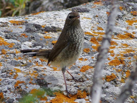 Смотреть фото Соловей-красношейка Фото Соловей-красношейка