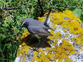 Смотреть фото Соловей-красношейка Фото Соловей-красношейка