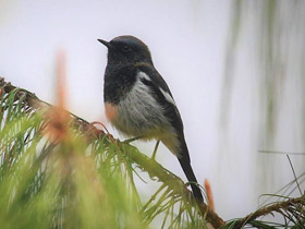 Смотреть фото Седоголовая горихвостка Фото Седоголовая горихвостка