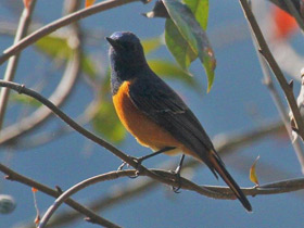 Смотреть фото Синелобая горихвостка Фото Синелобая горихвостка