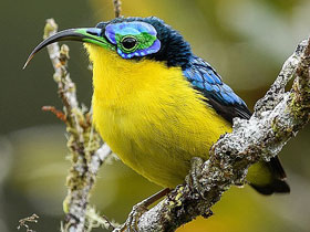 Смотреть фото Короткоклювая ложнонектарница Фото Короткоклювая ложнонектарница