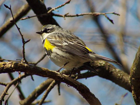 Смотреть фото Миртовый лесной певун Фото Миртовый лесной певун