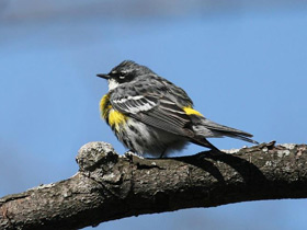 Смотреть фото Миртовый лесной певун Фото Миртовый лесной певун