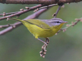 Смотреть фото Сероголовая расписная пеночка Фото Сероголовая расписная пеночка