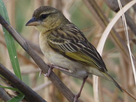 Фото Ploceus burnieri