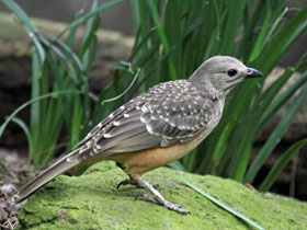 Смотреть фото Сероголовая беседковая птица Фото Сероголовая беседковая птица