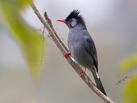 Чёрный бюльбюль Чёрный бюльбюль