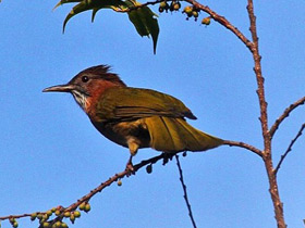 Смотреть фото Горный бюльбюль Фото Горный бюльбюль