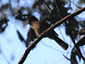 Смотреть фото Горный бюльбюль Фото Горный бюльбюль