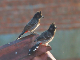 Смотреть фото Розовобрюхий бюльбюль Фото Розовобрюхий бюльбюль