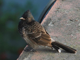 Смотреть фото Розовобрюхий бюльбюль Фото Розовобрюхий бюльбюль