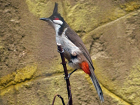 Смотреть фото Краснощёкий бюльбюль Фото Краснощёкий бюльбюль