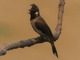 Смотреть фото Гималайский бюльбюль Фото Гималайский бюльбюль