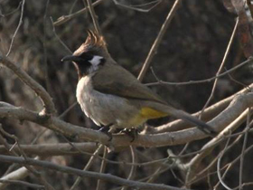Смотреть фото Гималайский бюльбюль Фото Гималайский бюльбюль