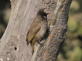 Смотреть фото Гималайский бюльбюль Фото Гималайский бюльбюль