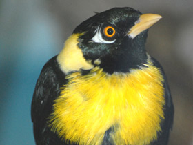 Золотогрудый мино Золотогрудый мино