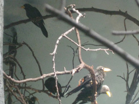 Смотреть фото Дубоносовый скворец Фото Дубоносовый скворец