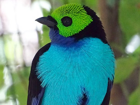 Райская танагра Райская танагра