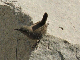 Смотреть фото Крапивник Фото Крапивник