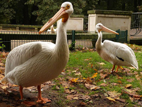 Смотреть фото Американский белый пеликан Фото Американский белый пеликан