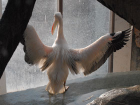 Смотреть фото Розовый пеликан Фото Розовый пеликан