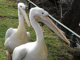 Смотреть фото Розовый пеликан Фото Розовый пеликан