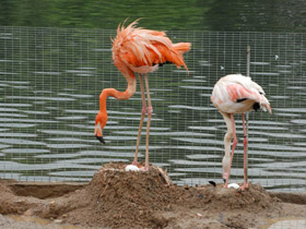 Фото Красный фламинго