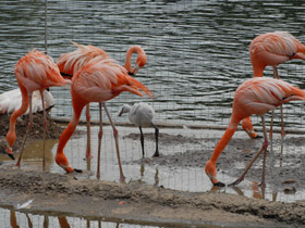 Фото Красный фламинго