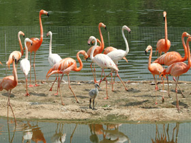 Фото Красный фламинго