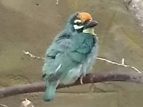 Смотреть фото Красноголовая бородатка Фото Красноголовая бородатка