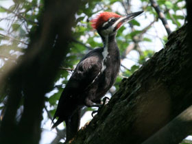 Смотреть фото Хохлатая желна Фото Хохлатая желна