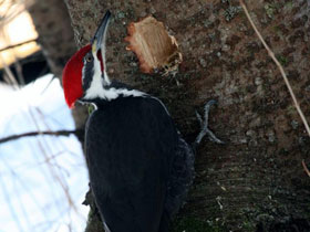 Смотреть фото Хохлатая желна Фото Хохлатая желна