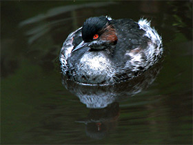 Смотреть фото Черношейная поганка Фото Черношейная поганка