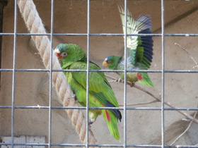 Смотреть фото Белолобый амазон Фото Белолобый амазон