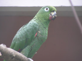 Смотреть фото Желтоклювый ямайский амазон Фото Желтоклювый ямайский амазон