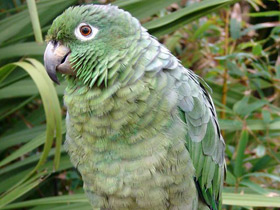 Амазон Мюллера Амазон Мюллера