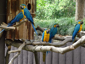 Смотреть фото Сине-желтый ара Фото Сине-желтый ара