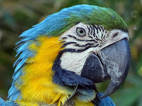 Смотреть фото Сине-желтый ара Фото Сине-желтый ара