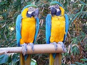 Смотреть фото Сине-желтый ара Фото Сине-желтый ара
