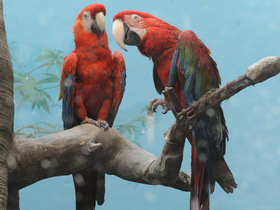 Зеленокрылый ара Зеленокрылый ара