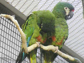 Смотреть фото Красноспинный ара Фото Красноспинный ара