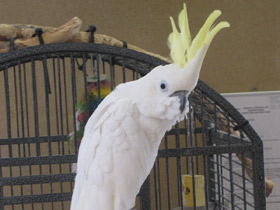 Смотреть фото Большой желтохохлый какаду Фото Большой желтохохлый какаду