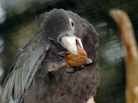 Смотреть фото Ваза: черный попугай с мальгашским именем Фото Ваза: черный попугай с мальгашским именем
