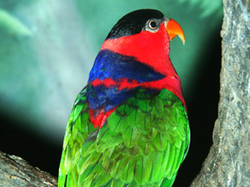 Смотреть фото Дамский широкохвостый лори Фото Дамский широкохвостый лори